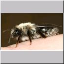 Andrena vaga - Weiden-Sandbiene -01- w04d 13mm.jpg